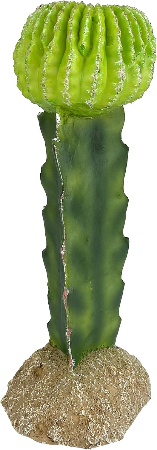 48593325: Komodo Cactus Plant Moon, 7.5In
