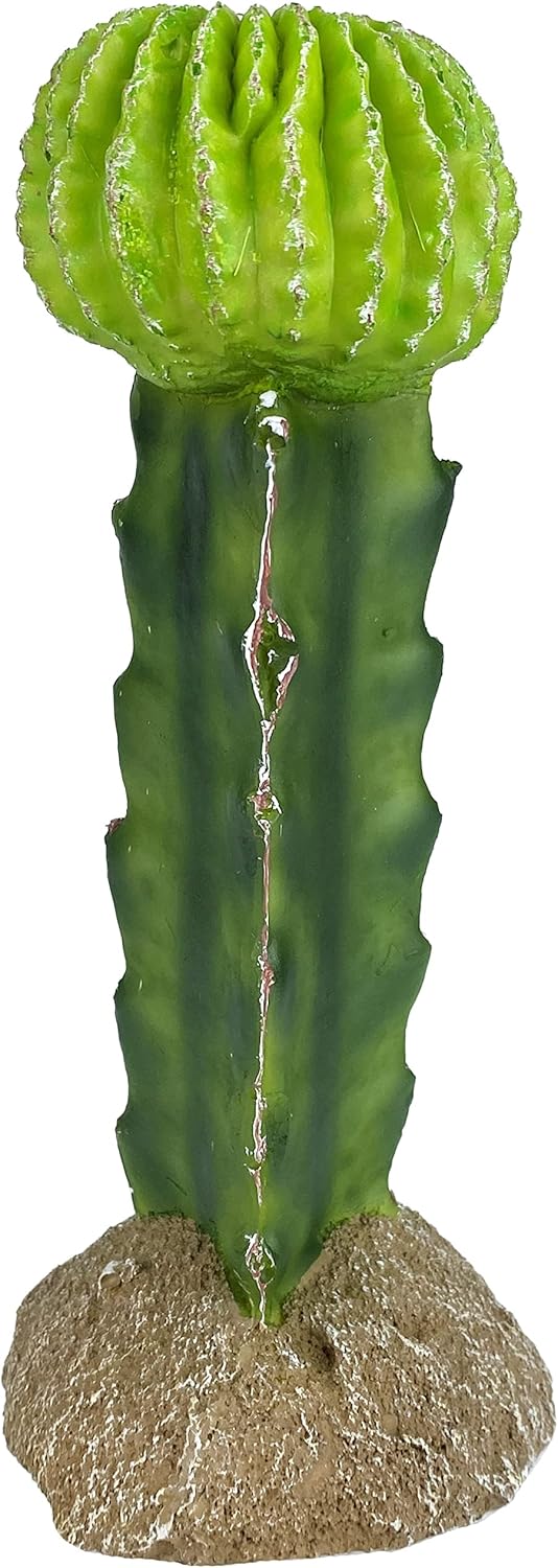48593325: Komodo Cactus Plant Moon, 7.5In