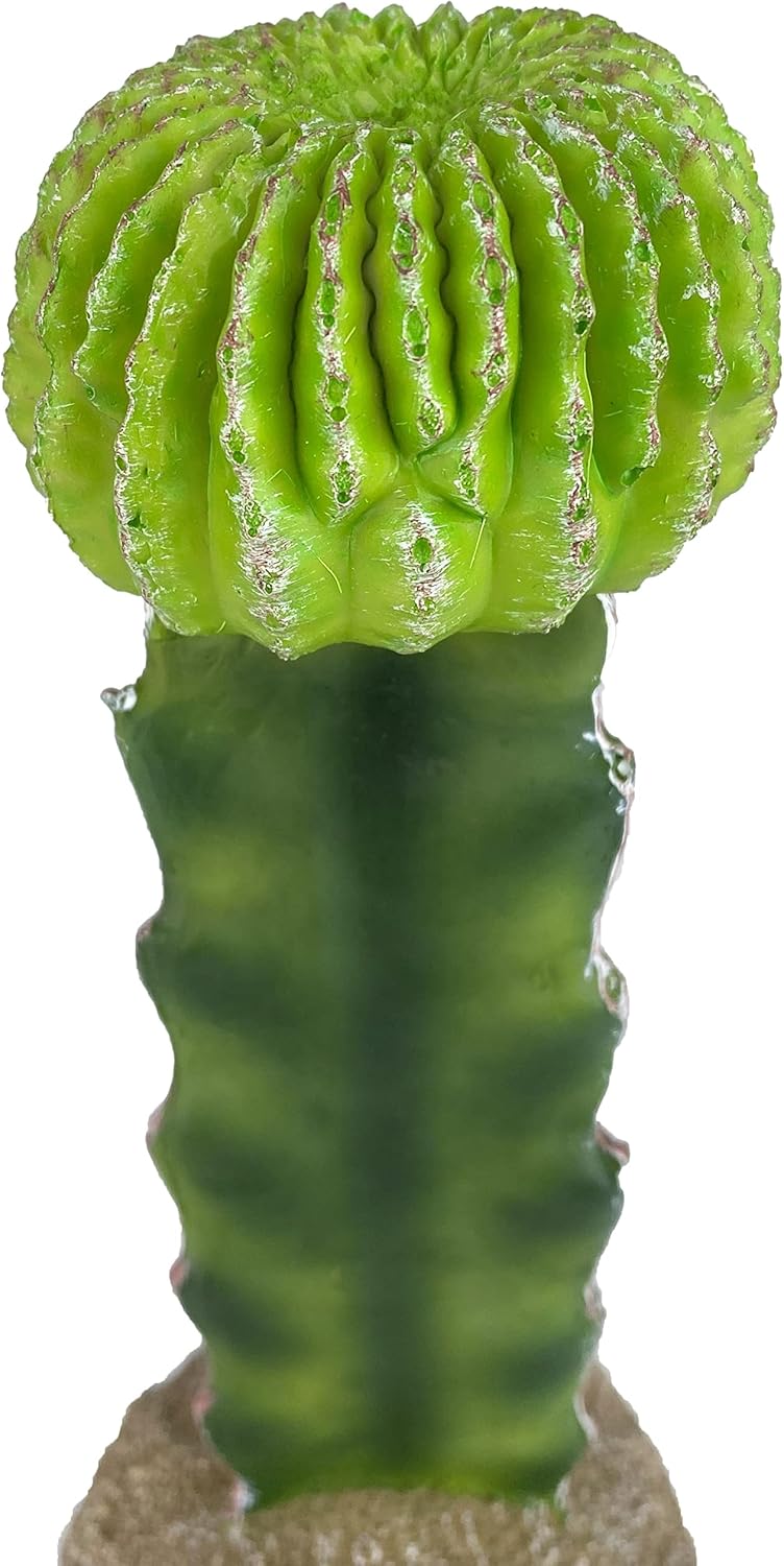 48593325: Komodo Cactus Plant Moon, 7.5In
