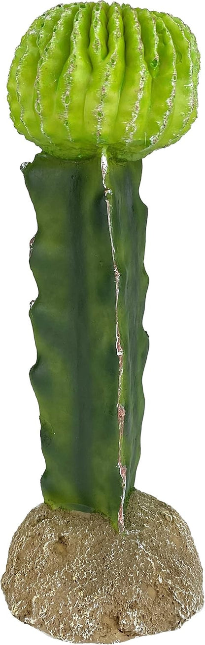 48593325: Komodo Cactus Plant Moon, 7.5In