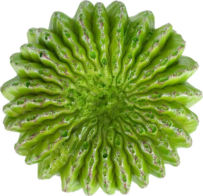 48593325: Komodo Cactus Plant Moon, 7.5In
