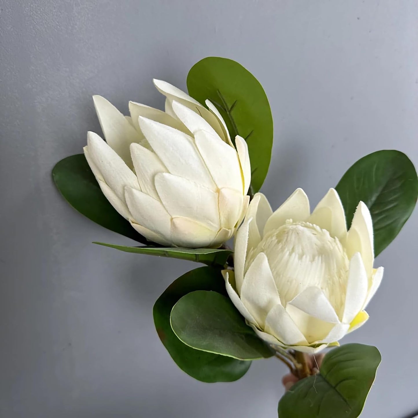 2pcs Artificial King Protea Flowers 20" Fake Tropical White Protea Cynaroides for Vase Bouquets Floral Arrangement Home Office Wedding Decoration.(White)