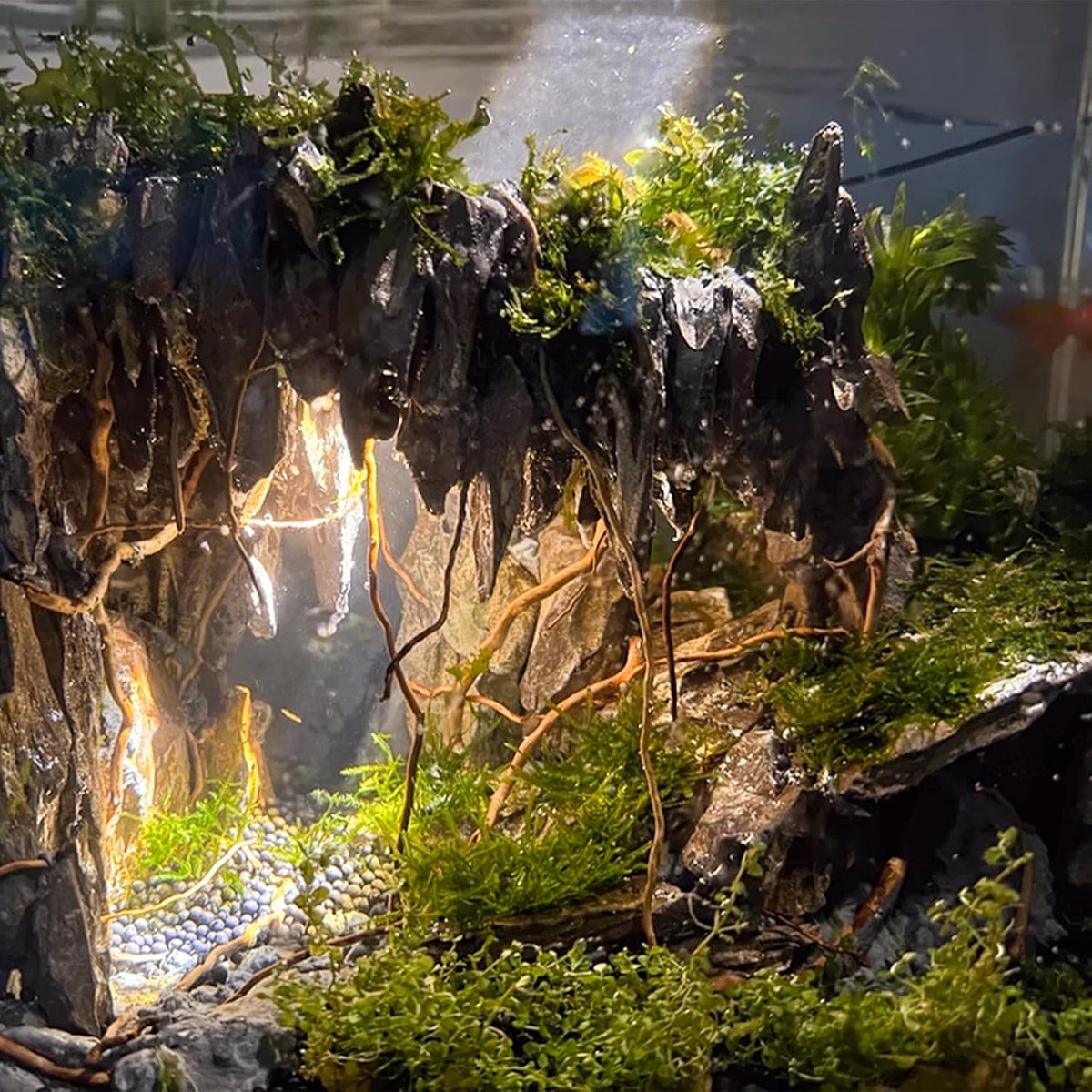 Natural Aquarium Driftwood, [170g] ( 20–40 cm /8–16 in) - Unique Root/Spider Wood Branches for Aquascaping, Planted Tanks & Terrariums, Fish & Plants Decoration, Each Piece One-of-a-Kind (Roots Only)
