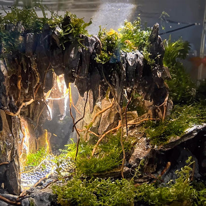 Natural Aquarium Driftwood, [170g] ( 20–40 cm /8–16 in) - Unique Root/Spider Wood Branches for Aquascaping, Planted Tanks & Terrariums, Fish & Plants Decoration, Each Piece One-of-a-Kind (Roots Only)