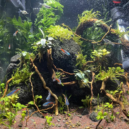 Natural Aquarium Driftwood, [170g] ( 20–40 cm /8–16 in) - Unique Root/Spider Wood Branches for Aquascaping, Planted Tanks & Terrariums, Fish & Plants Decoration, Each Piece One-of-a-Kind (Roots Only)