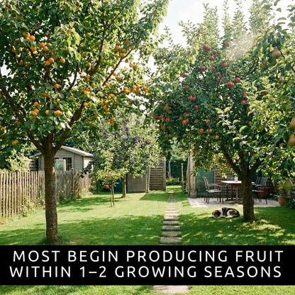 Fruit Orchard Bundle - 8 Live Bare Root Fruit Trees | Apricot, Apple, Plum & Pear Tree Bundle |2 of Each Variety | Dormant Fruit Tree Saplings for Backyard Orchards & Homesteads