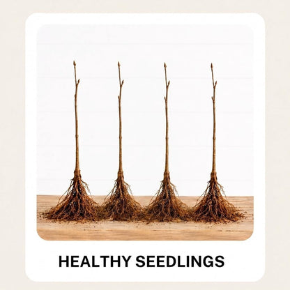 Fruit Orchard Bundle - 8 Live Bare Root Fruit Trees | Apricot, Apple, Plum & Pear Tree Bundle |2 of Each Variety | Dormant Fruit Tree Saplings for Backyard Orchards & Homesteads
