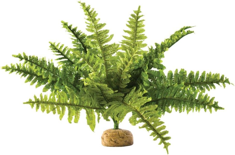 Reptiles, Amphibians Boston Fern Terrarium Plant, Medium