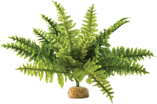 Reptiles, Amphibians Boston Fern Terrarium Plant, Medium