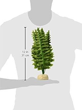 Reptiles, Amphibians Boston Fern Terrarium Plant, Medium