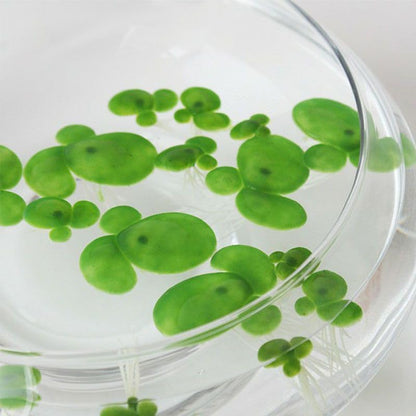 54 Pack Floating Aquarium Plants Artificial Plastic Fake Duckweed Simulation (3 Size)