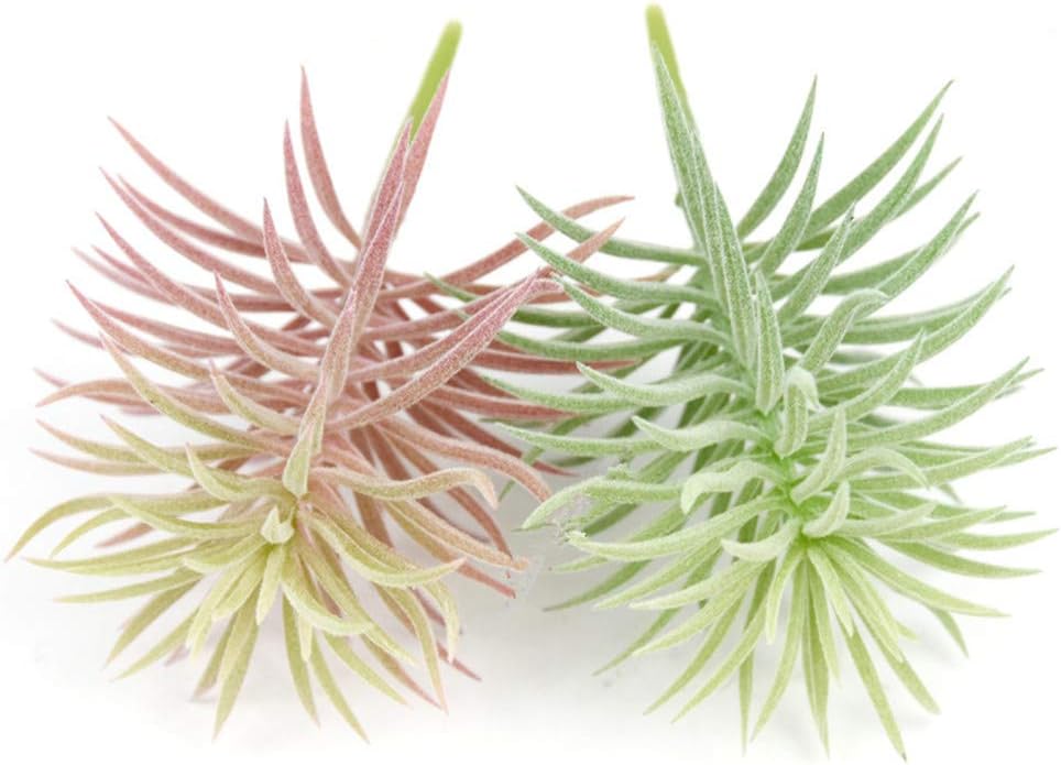 2 PCS Mini Artificial Succulents Plants Unpotted Faux Cactus Fake Succulent Bouquet Arrangements Faux Plants DIY for Garden Decor Home Decoration Greenery Set (Mini Cactus)