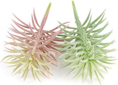 2 PCS Mini Artificial Succulents Plants Unpotted Faux Cactus Fake Succulent Bouquet Arrangements Faux Plants DIY for Garden Decor Home Decoration Greenery Set (Mini Cactus)