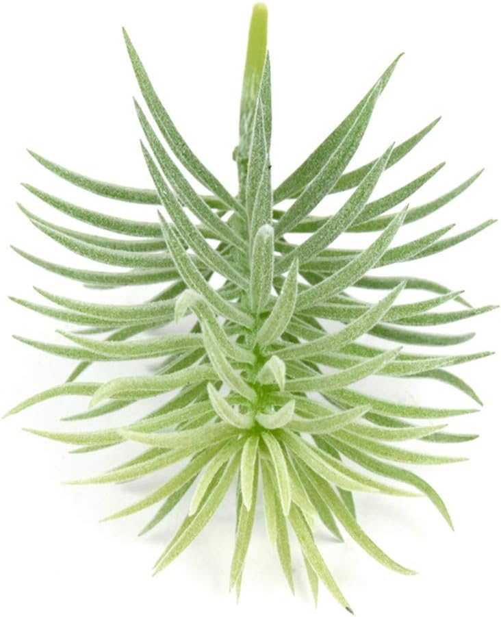 2 PCS Mini Artificial Succulents Plants Unpotted Faux Cactus Fake Succulent Bouquet Arrangements Faux Plants DIY for Garden Decor Home Decoration Greenery Set (Mini Cactus)