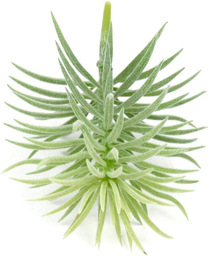 2 PCS Mini Artificial Succulents Plants Unpotted Faux Cactus Fake Succulent Bouquet Arrangements Faux Plants DIY for Garden Decor Home Decoration Greenery Set (Mini Cactus)