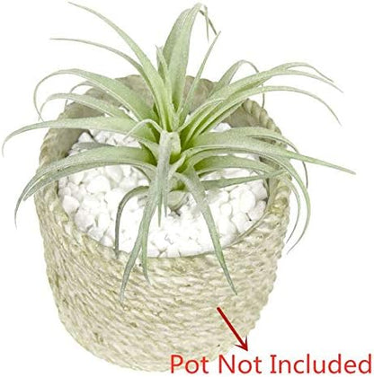 2 PCS Mini Artificial Succulents Plants Unpotted Faux Cactus Fake Succulent Bouquet Arrangements Faux Plants DIY for Garden Decor Home Decoration Greenery Set (Mini Cactus)