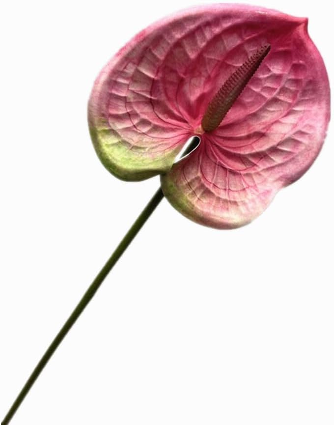8pcs Artificial Anthurium Flowers Lifelike Flower 5.5" Head for Table Centerpieces Bridal Wedding Festival Christmas Hotel Home Floral Decor (champagn)