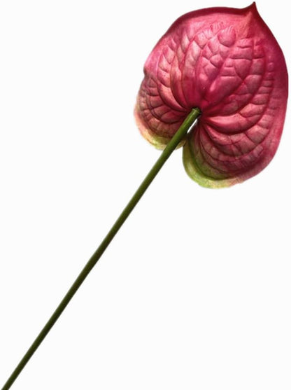 8pcs Artificial Anthurium Flowers Lifelike Flower 5.5" Head for Table Centerpieces Bridal Wedding Festival Christmas Hotel Home Floral Decor (champagn)