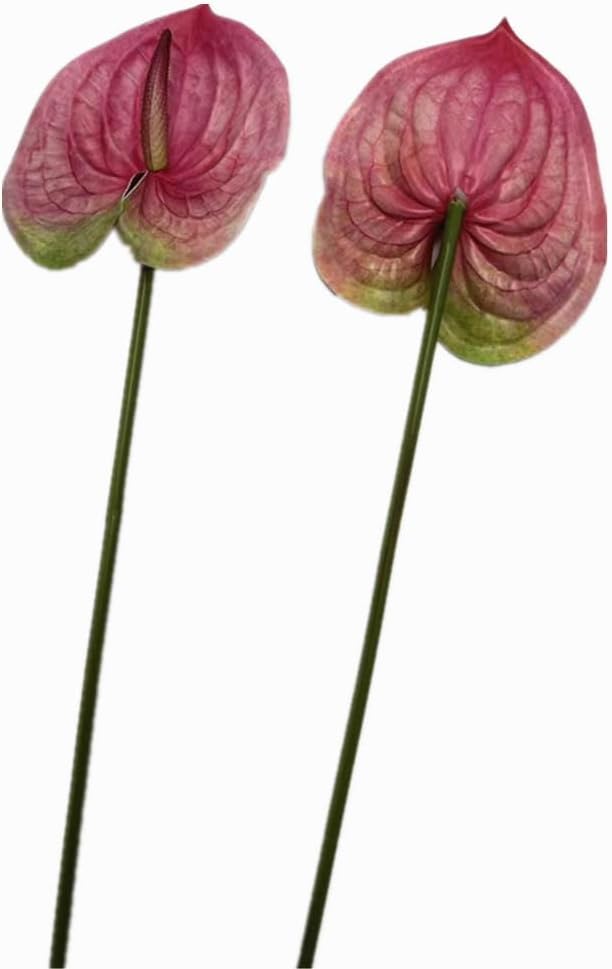 8pcs Artificial Anthurium Flowers Lifelike Flower 5.5" Head for Table Centerpieces Bridal Wedding Festival Christmas Hotel Home Floral Decor (champagn)