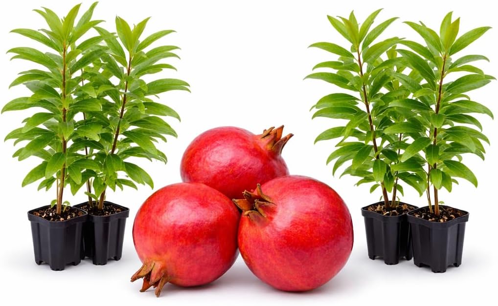 Pomegranate Wonderful Includes (4) Four Plants