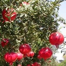 Pomegranate Wonderful Includes (4) Four Plants