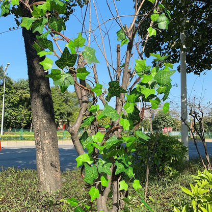 Artificial Rattan Tree Vines with Creeper Leaves Climbing Ivy Branches Grapevines UV Resistant Greenery Garland for Home Garden Landscape wall Hanging Climber Habitat Decor 43” (Green - Pack 4)