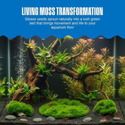 Aqua Flora Moss Patch - Aquarium Living Resin Decoration with Embedded Glosso Seeds - Easy-Grow Freshwater Moss for Natural Aquascapes - Safe Resin Decor - Green, 4.3 x 2.87 x 0.8 Inches