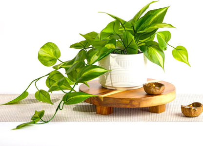 Dark Green Fake pothos | Fake Plant for Shelf Decor | Artificial Trailing Ivy Plant with 5" Wide Ceramic Pot | Faux pothos | Feaux Pothos | Bathroom and Kitchen Decor