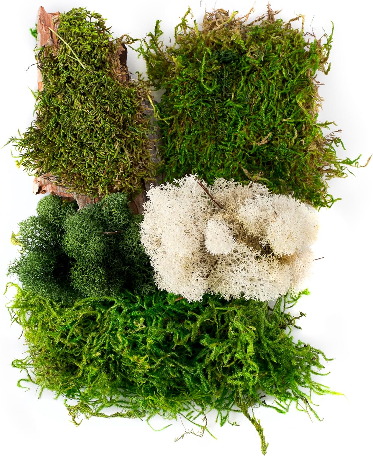 (23309) Moss Mix – Premium Decorative Moss for Crafts, Terrariums, Wedding & Table Décor, 80.75 Cubic inches (Approx. 2 oz), Halloween
