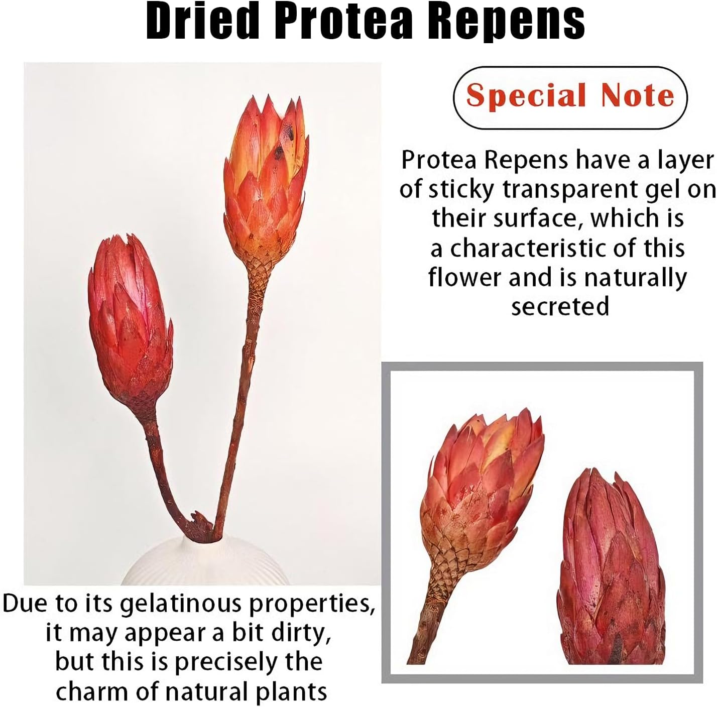 4 Stems Natural Dried Protea Repens - Real Dried Flowers for Home Decor, Flower Arrangements, Farmhouse Decor, Dried Flowers for Vase