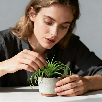 Artificial Succulents Plants 4PCS, Faux Succulents Unpotted Small Tillandsia Fake Succulent for Craft Lifelike Air Plants Floral Decor for Greenhouse Party, Garden & Outdoor