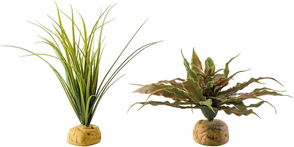 Star Cactus & Turtle Grass Terrarium Plant Bundle
