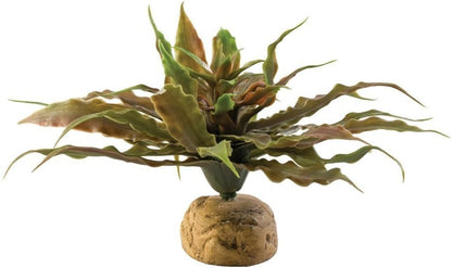 Star Cactus & Turtle Grass Terrarium Plant Bundle