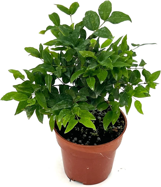 Live Fruit Trees – Punica Granatum Dwarf Pomegranate 9-12” Tall in 4” Pot - 1ct - Color When Flowering Red, Bonsai - Live Arrival Guaranteed - House Plants for Home Decor