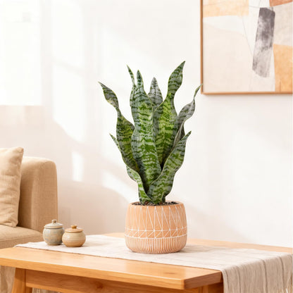 Artificial Realistic Snake Plant 16" with White Ceramic Pot