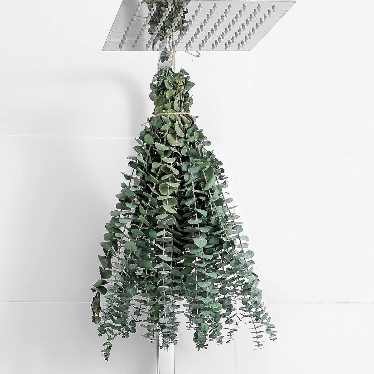 10 Pcs Dried Eucalyptus Stems 17" Real Eucalyptus for Shower Hanging