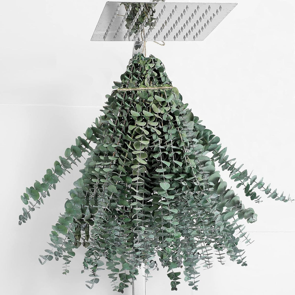 10 Pcs Dried Eucalyptus Stems 17" Real Eucalyptus for Shower Hanging
