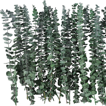 10 Pcs Dried Eucalyptus Stems 17" Real Eucalyptus for Shower Hanging