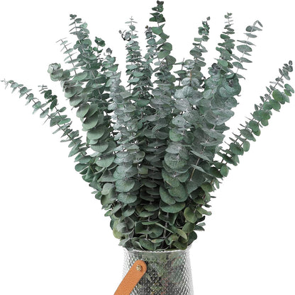 10 Pcs Dried Eucalyptus Stems 17" Real Eucalyptus for Shower Hanging