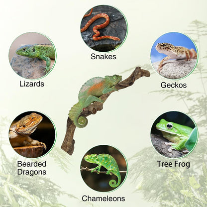 Reptile Branch Decor Snake Climbing Wood Branches Lizard Habitat Decorations Terrarium Natural Forest Tree Trunk Ornament for Bearded Dragon Geckos Chameleon Frog 6 Pcs - S