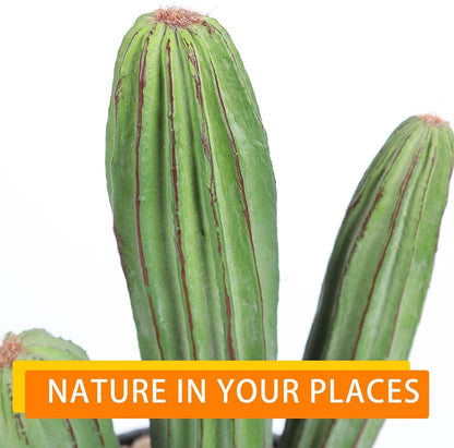 Artificial Cactus Fake Cacti 11" Faux Potted Cactus Plants for Home Store Office Decoration