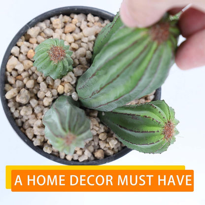 Artificial Cactus Fake Cacti 11" Faux Potted Cactus Plants for Home Store Office Decoration