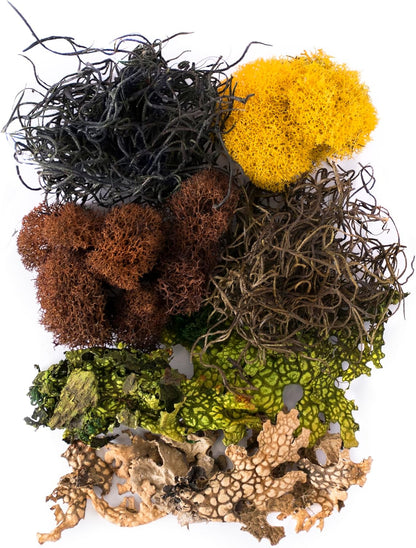(23311) Elegant Decorative Mixed moss, MultiColor, 120 cu.in., white