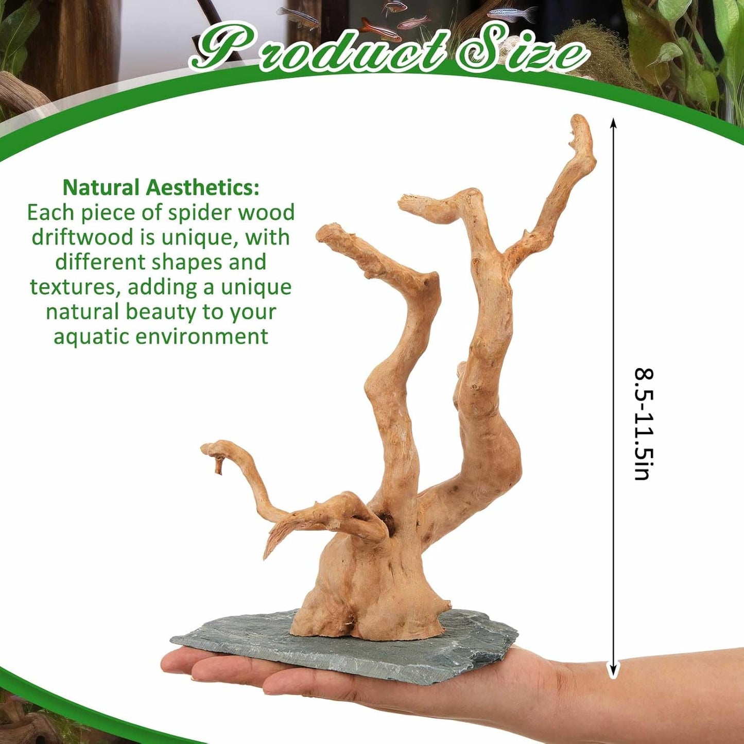 Large Driftwood for Aquarium, 8.5-11.5 Inch Spider Wood on Slate Stone, Natural Spiderwood Aquarium Driftwood Aquascaping Wood for Reptile Enclosure, Terrarium, Reptile Tank, Fish Tank Decor