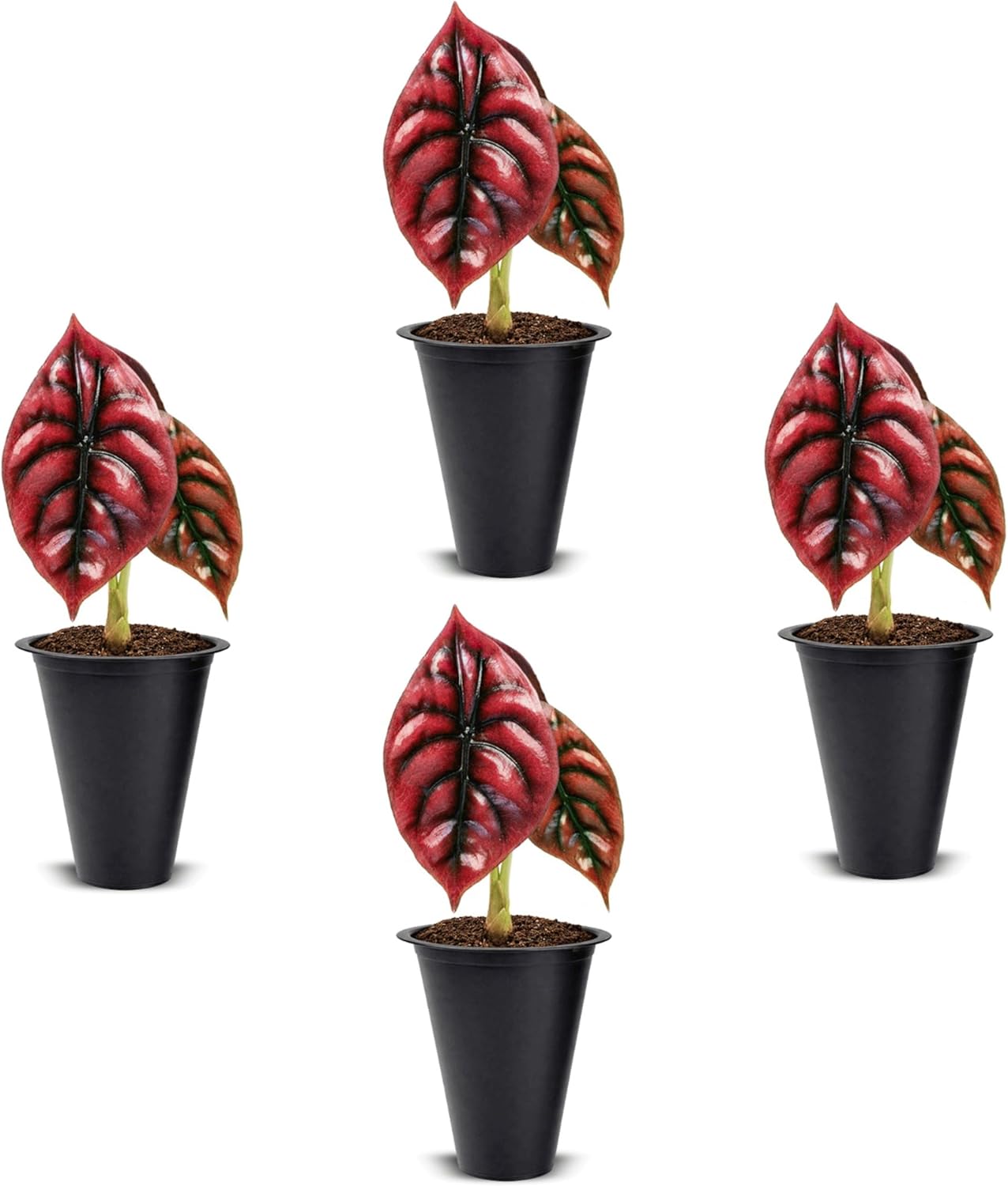 Alocasia Plant Collection (4 Pack) -Cuprea, Mickey Mouse, Silver Dragon, Dragon Scale- Rare Indoor Houseplants, Exotic Elephant Ear Plants Live, Live Starter Plants.