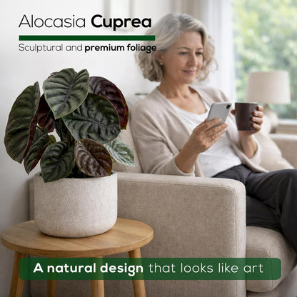 Alocasia Plant Collection (4 Pack) -Cuprea, Mickey Mouse, Silver Dragon, Dragon Scale- Rare Indoor Houseplants, Exotic Elephant Ear Plants Live, Live Starter Plants.