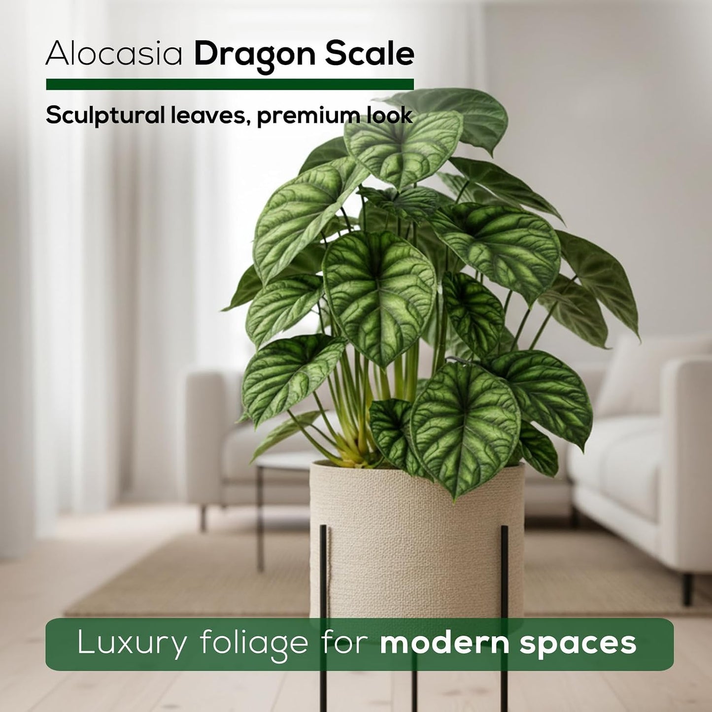 Alocasia Plant Collection (4 Pack) -Cuprea, Mickey Mouse, Silver Dragon, Dragon Scale- Rare Indoor Houseplants, Exotic Elephant Ear Plants Live, Live Starter Plants.