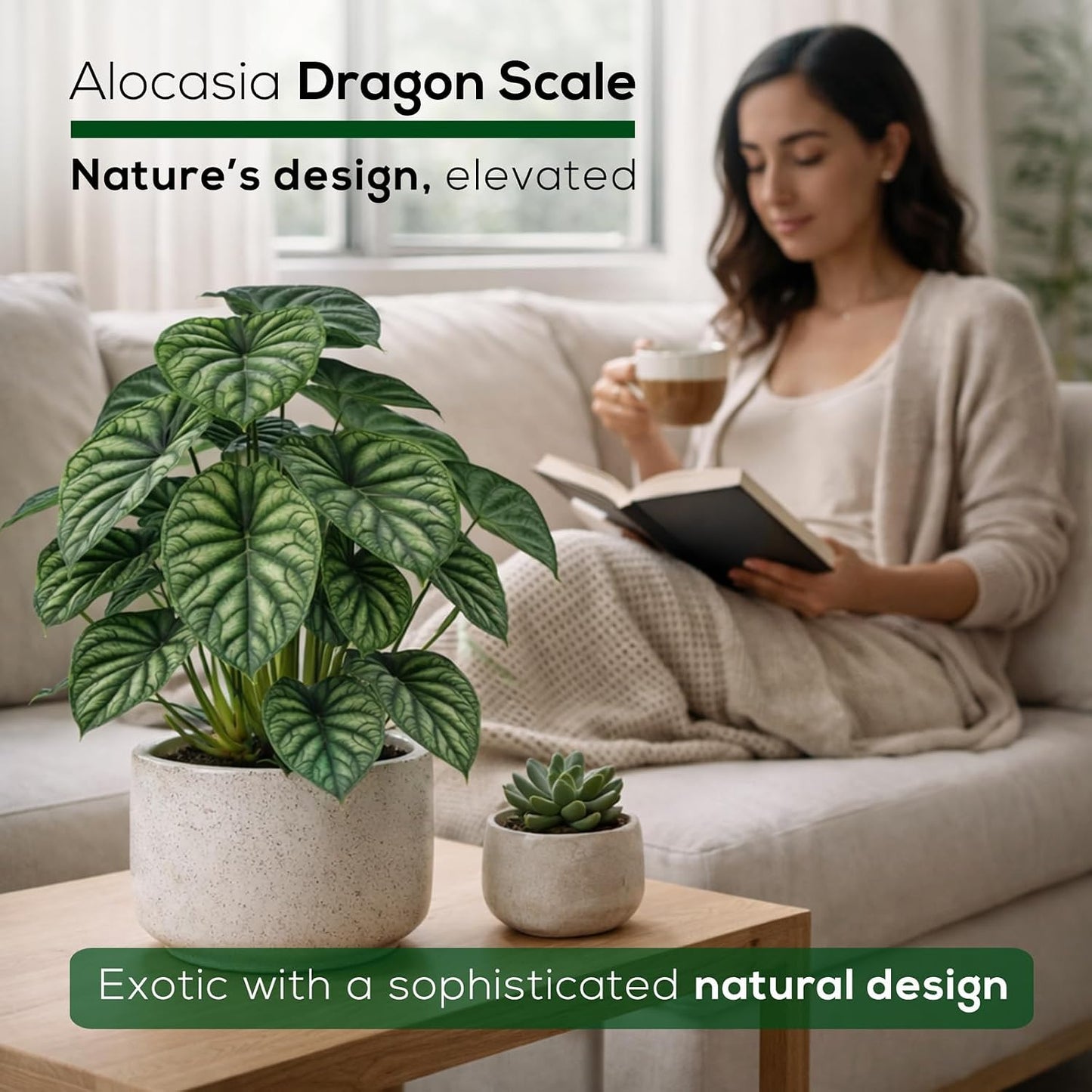 Alocasia Plant Collection (4 Pack) -Cuprea, Mickey Mouse, Silver Dragon, Dragon Scale- Rare Indoor Houseplants, Exotic Elephant Ear Plants Live, Live Starter Plants.