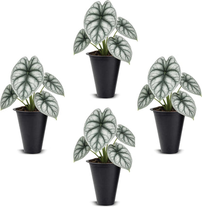 Alocasia Plant Collection (4 Pack) -Cuprea, Mickey Mouse, Silver Dragon, Dragon Scale- Rare Indoor Houseplants, Exotic Elephant Ear Plants Live, Live Starter Plants.