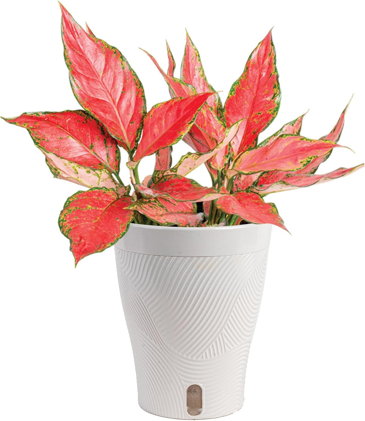 Chinese Evergreen, Live Indoor Plant, Easy Care, Home Decor